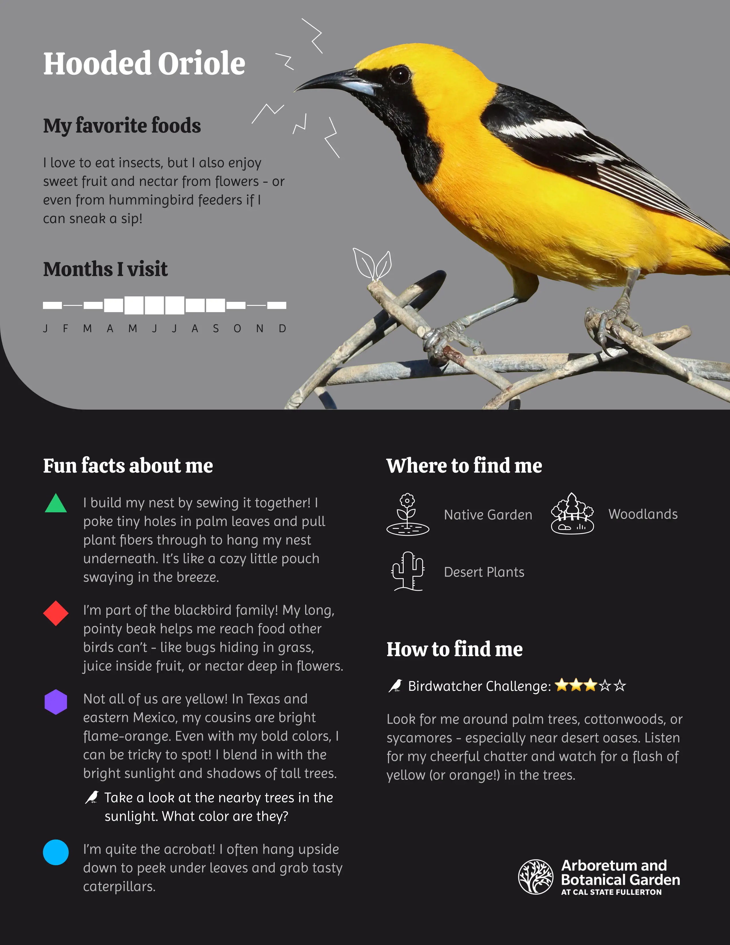 Hooded Oriole Discovery Card