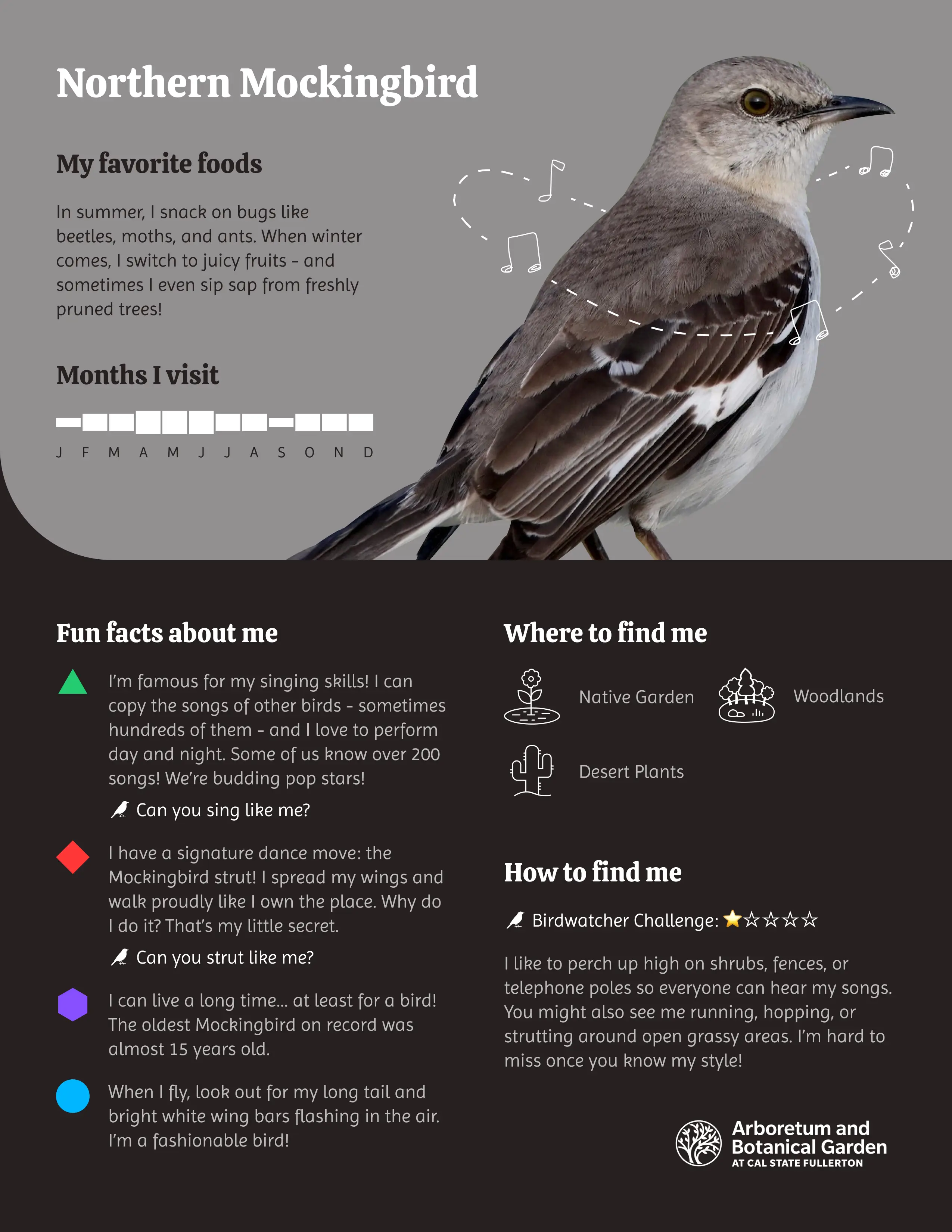Northern Mockingbird Discovery Card